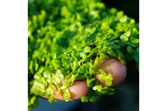 Water Lentils